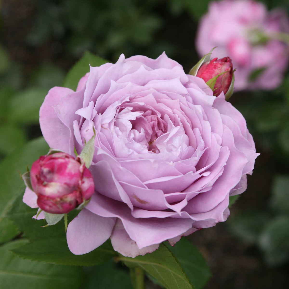 Nostalgische Rose 'Novalis®' - ADR Rose