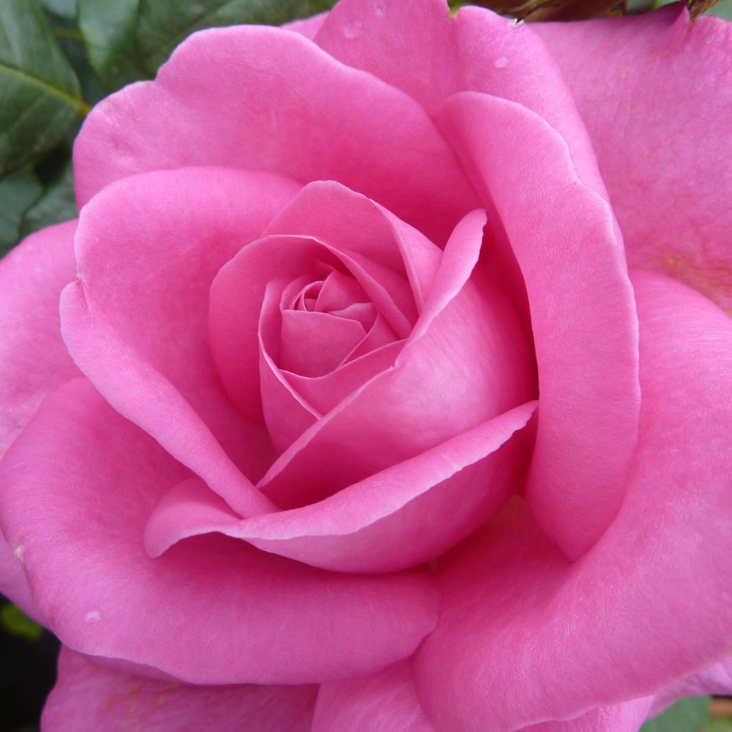 Edelrose 'Lady Like®'