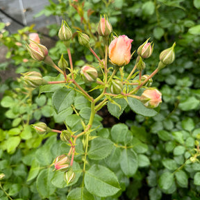 Beetrose 'Martin Luther Rose®'