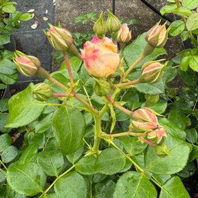 Beetrose 'Martin Luther Rose®'