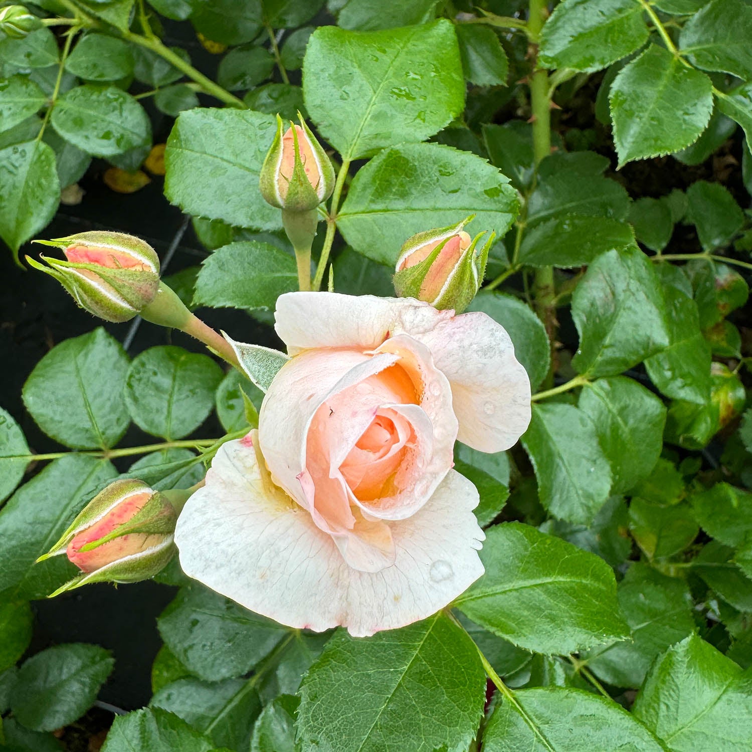 Beetrose 'Martin Luther Rose®'