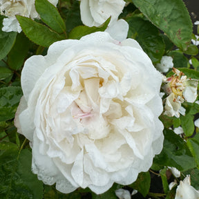 David Austin-Rose 'Winchester Cathedral®'