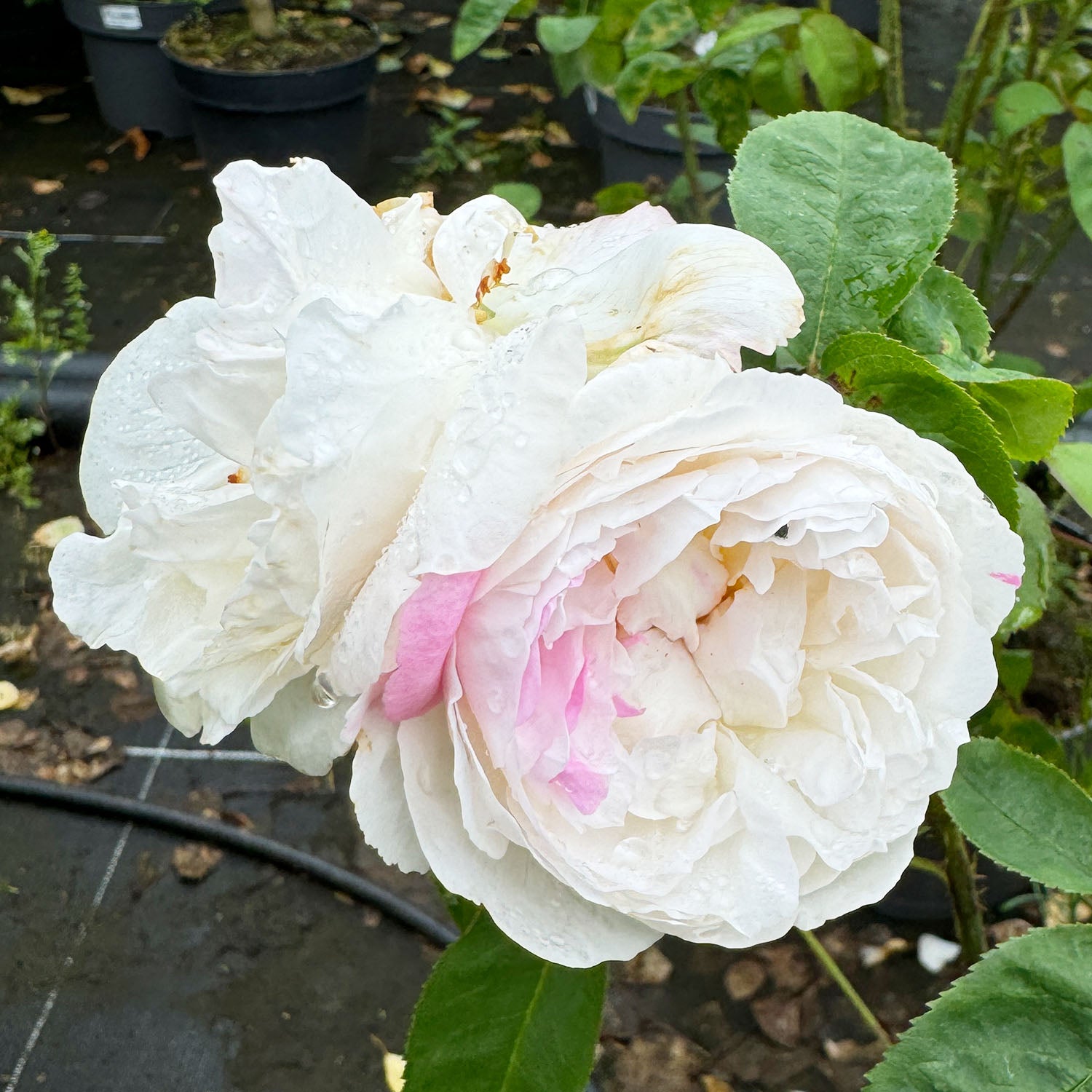 David Austin-Rose 'Winchester Cathedral®'