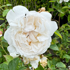 David Austin-Rose 'Winchester Cathedral®'