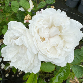 David Austin-Rose 'Winchester Cathedral®'