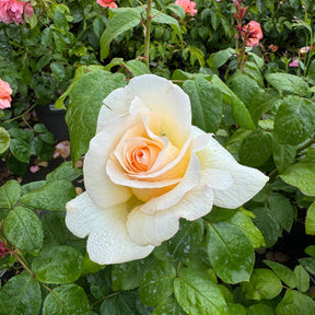 Duftrose NIRParfum® 'Anastasia®'