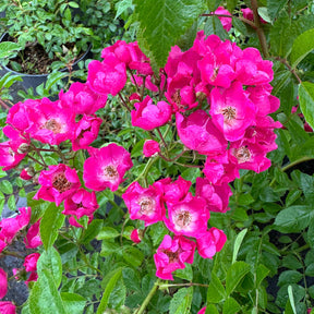 Ramblerrose 'Maria Lisa'