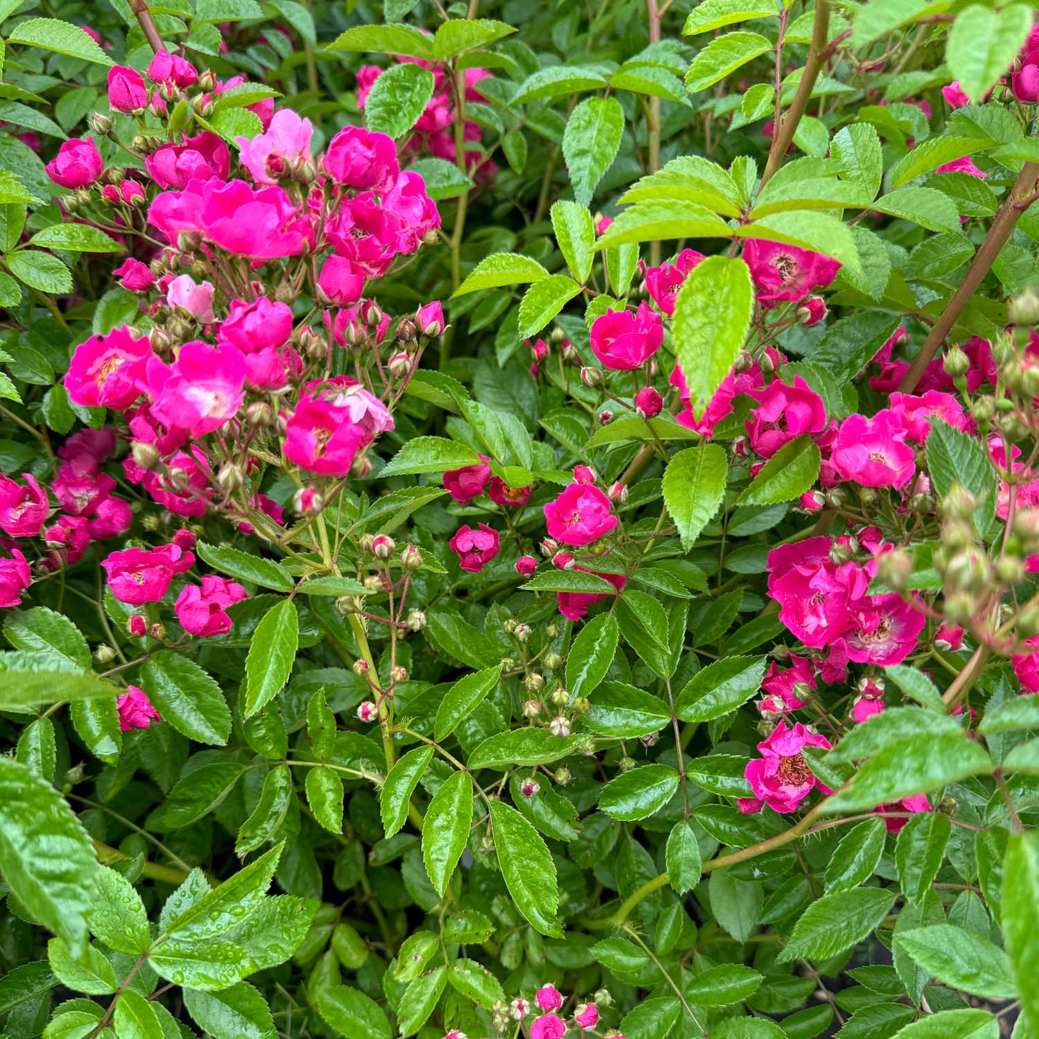 Ramblerrose 'Maria Lisa'