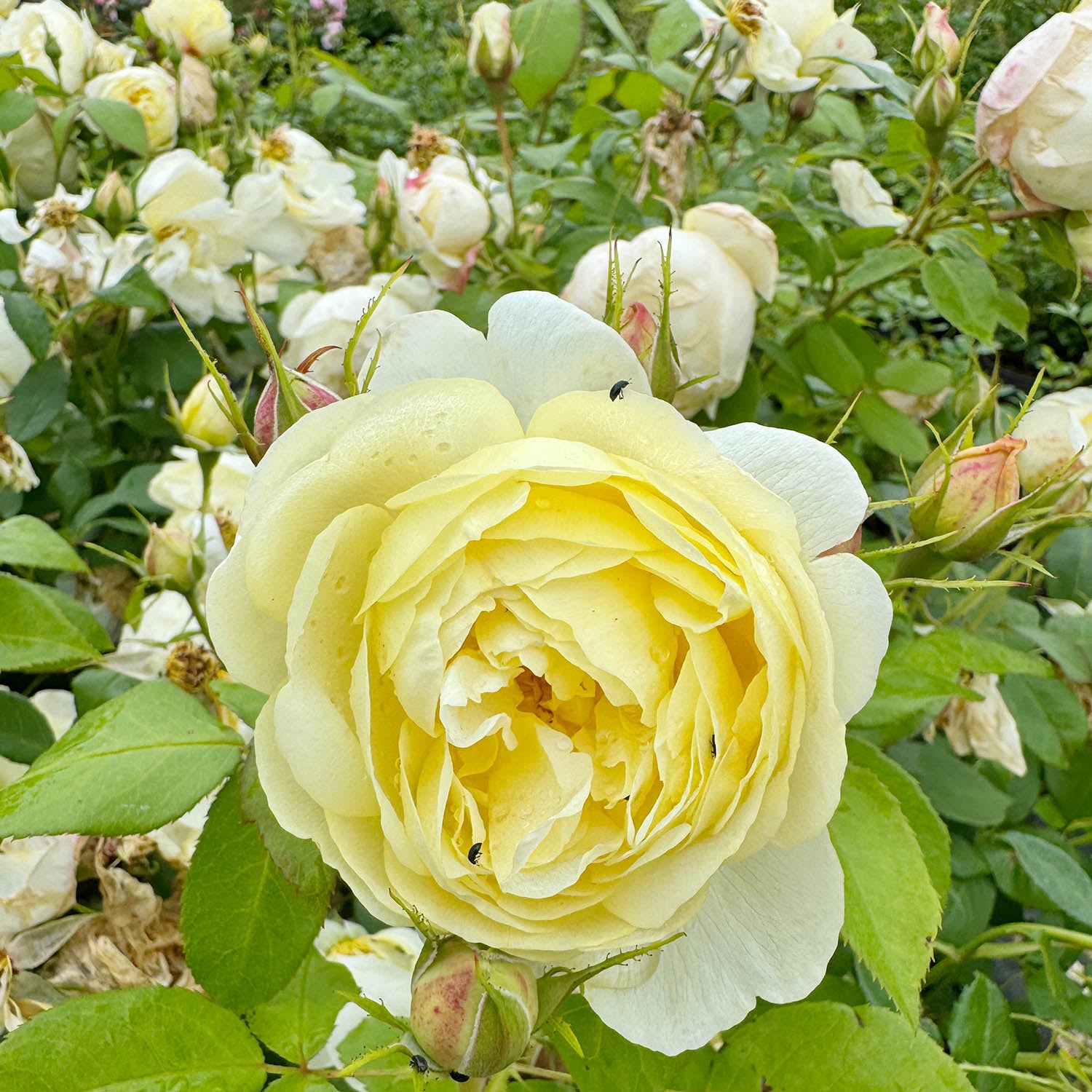 David Austin-Rose 'Vanessa Bell®'