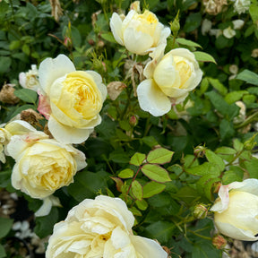 David Austin-Rose 'Vanessa Bell®'