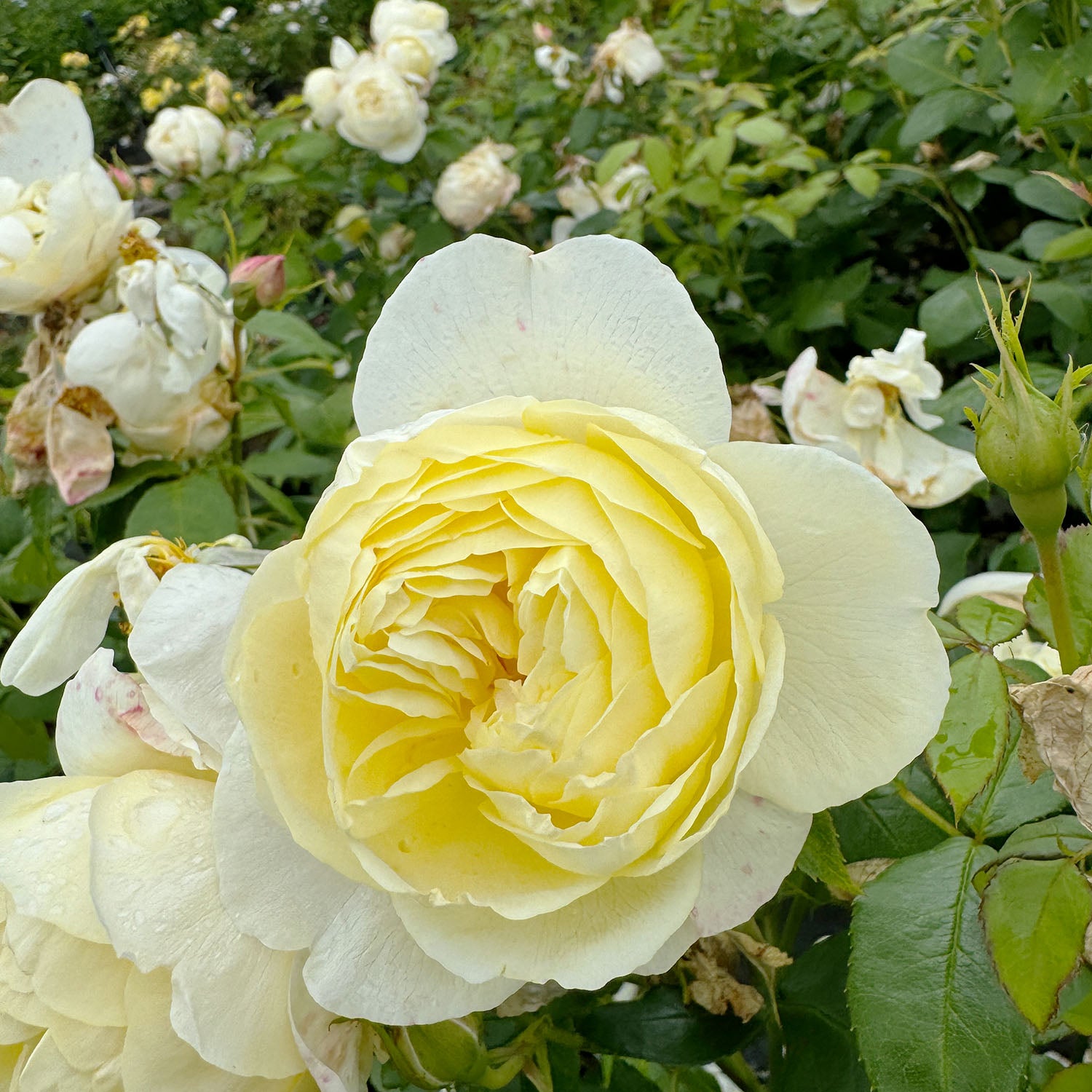 David Austin-Rose 'Vanessa Bell®'