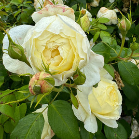 David Austin-Rose 'Vanessa Bell®'