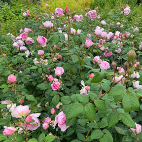 David Austin-Rose 'The Ancient Mariner®'