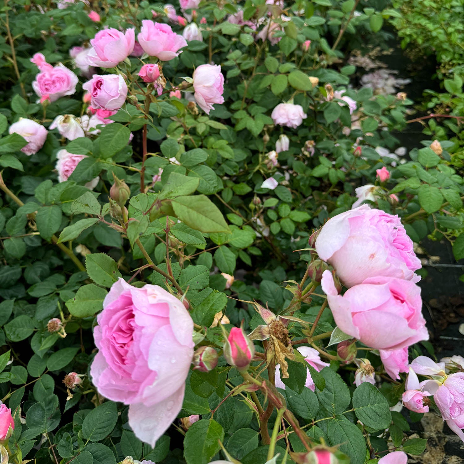 David Austin-Rose 'The Ancient Mariner®'