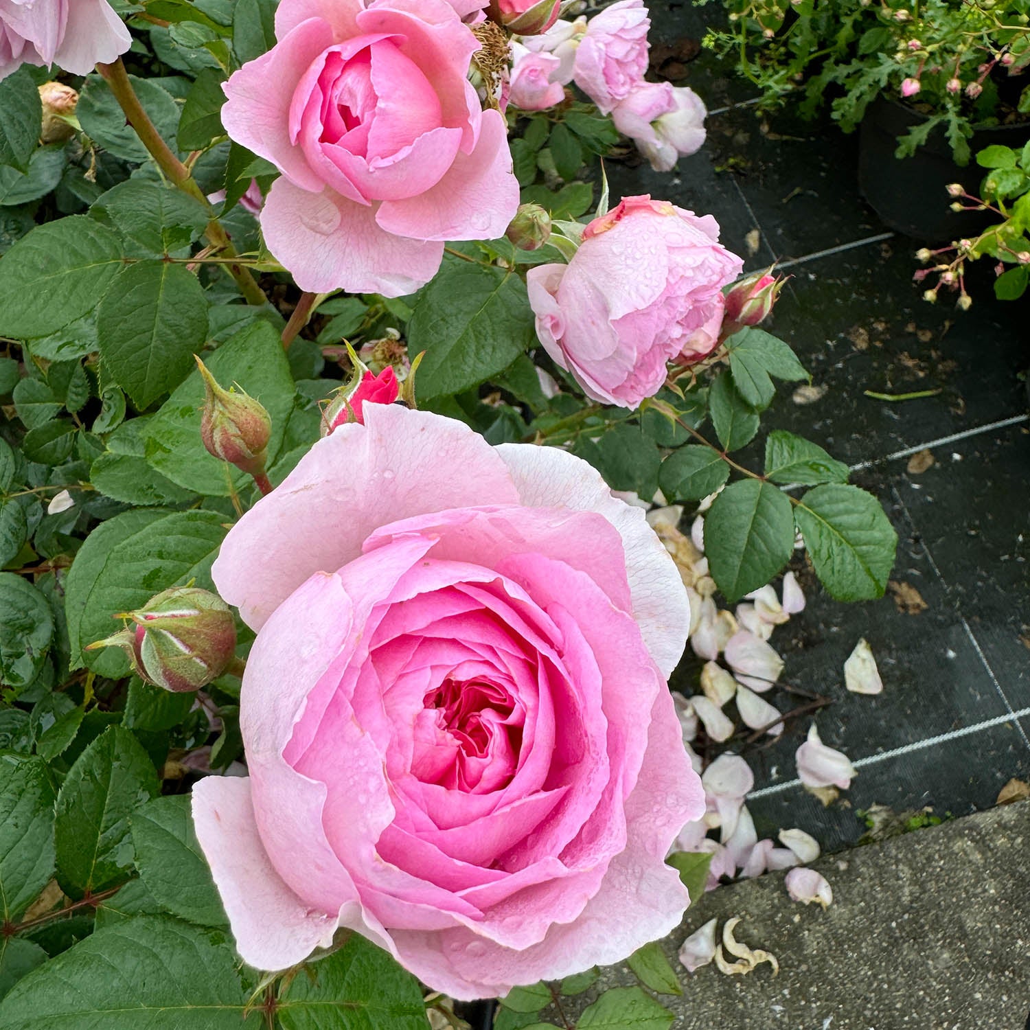 David Austin-Rose 'The Ancient Mariner®'