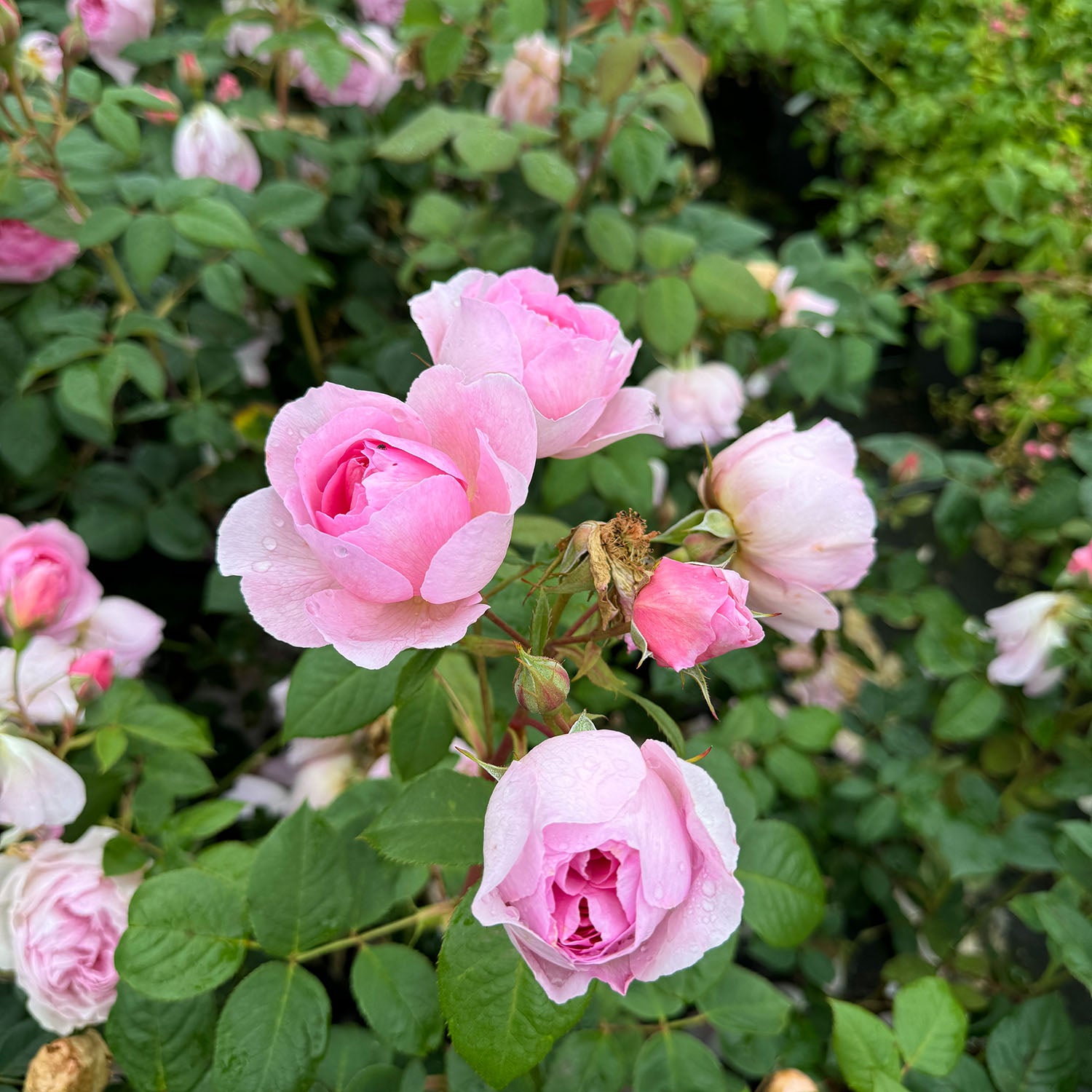 David Austin-Rose 'The Ancient Mariner®'