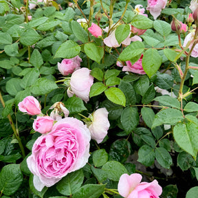 David Austin-Rose 'The Ancient Mariner®'