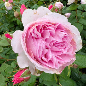 David Austin-Rose 'The Ancient Mariner®'