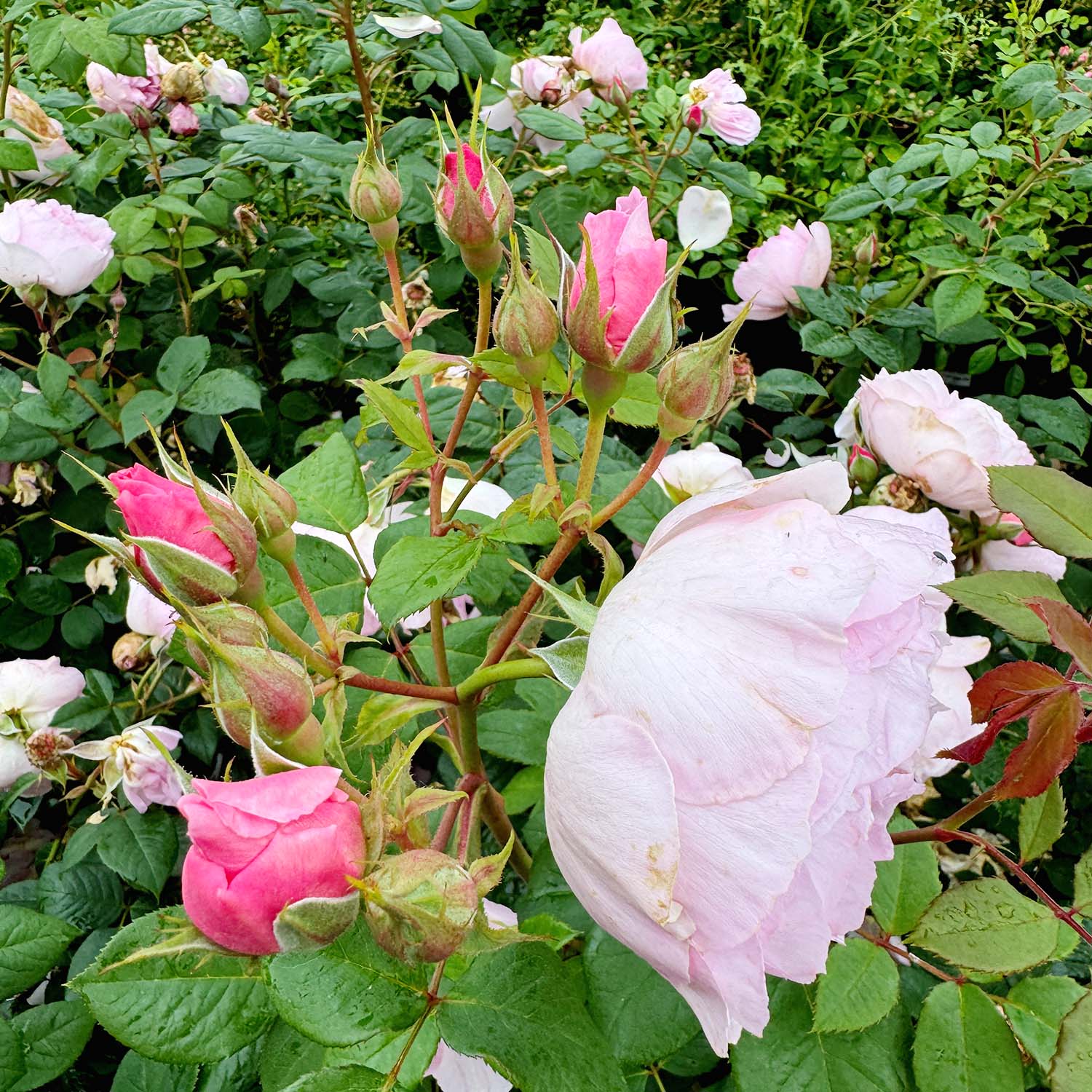 David Austin-Rose 'The Ancient Mariner®'