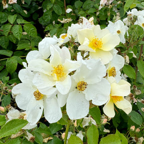 David Austin-Rose 'Kew Gardens®'