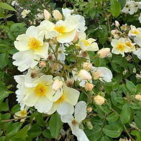 David Austin-Rose 'Kew Gardens®'