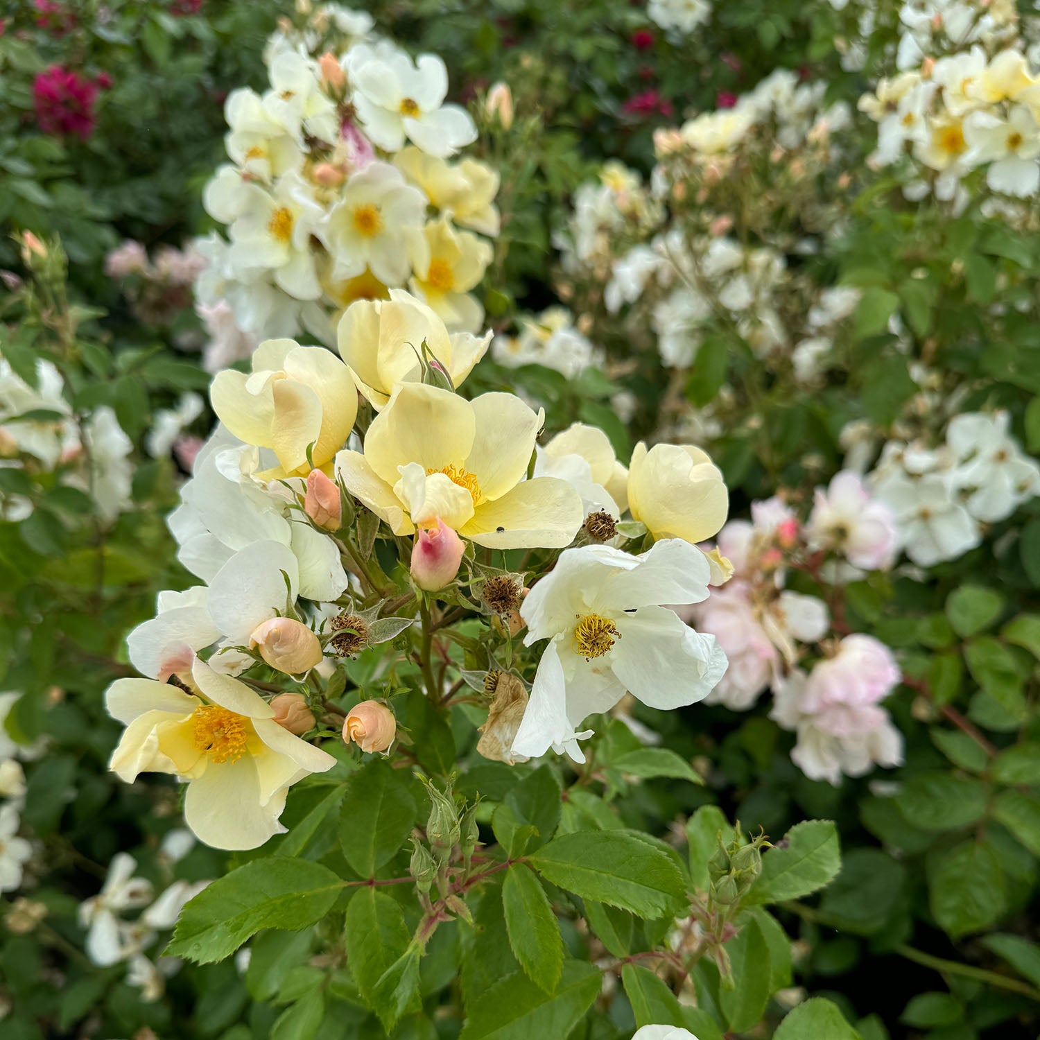 David Austin-Rose 'Kew Gardens®'