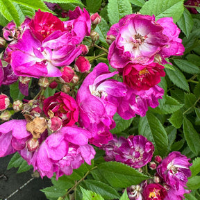 Ramblerrose 'Perennial Blue' - ADR-Rose