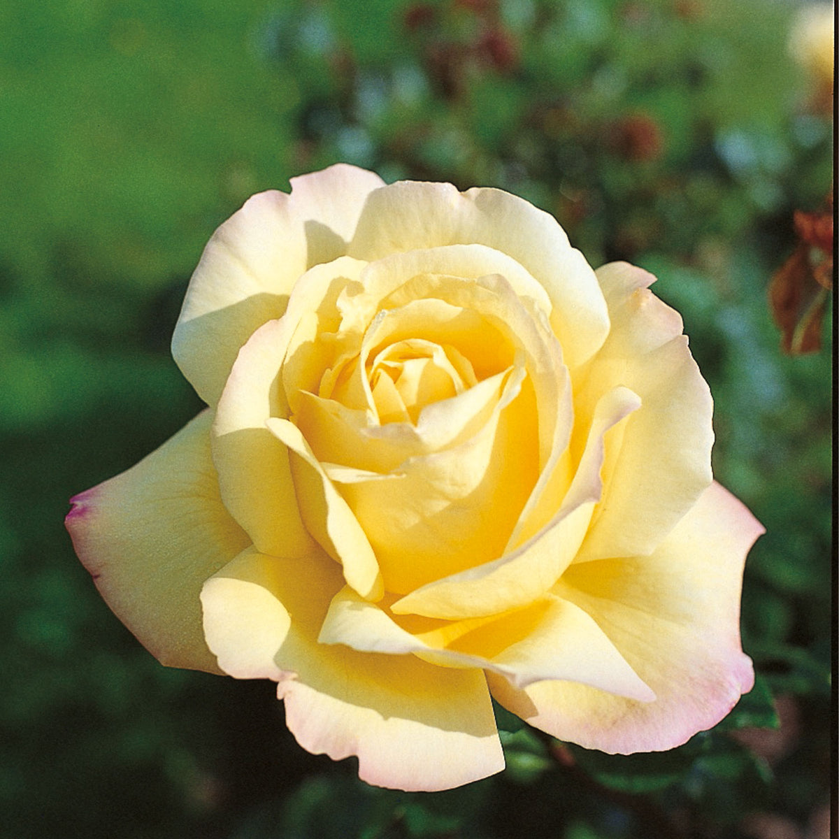 Edelrose 'Gloria Dei®' / 'Peace'