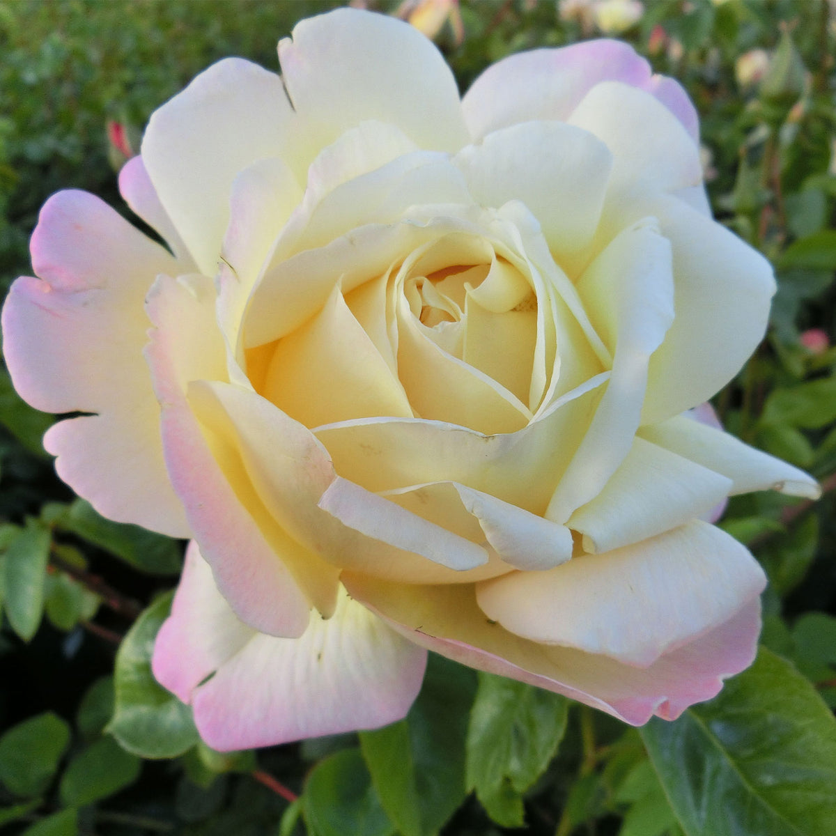 Edelrose 'Gloria Dei®' / 'Peace'