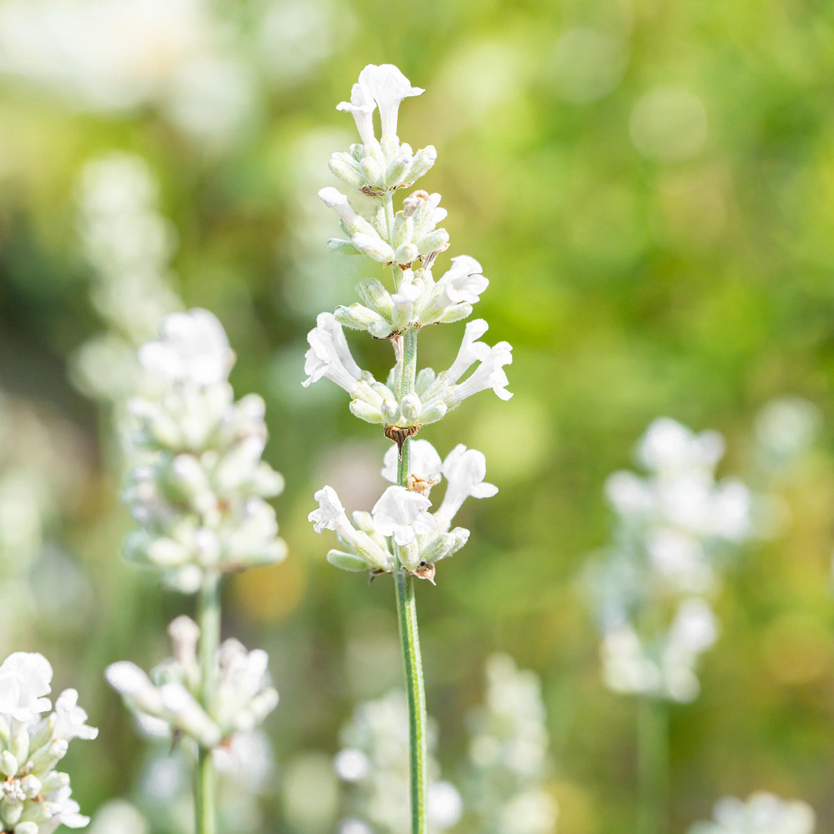 Weißer Lavendel 'Alba' - 3 Stück