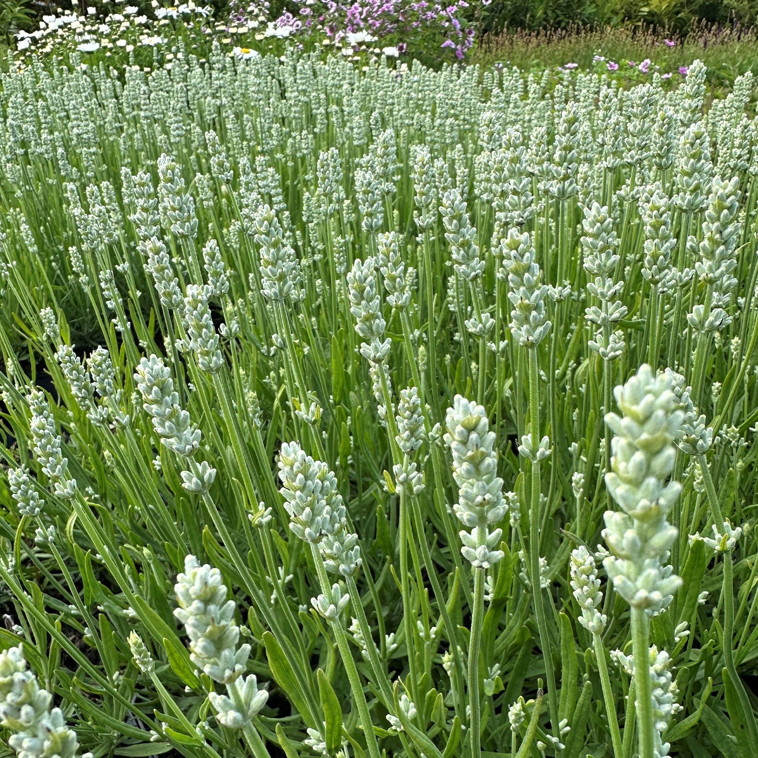 Weißer Lavendel 'White Summer'