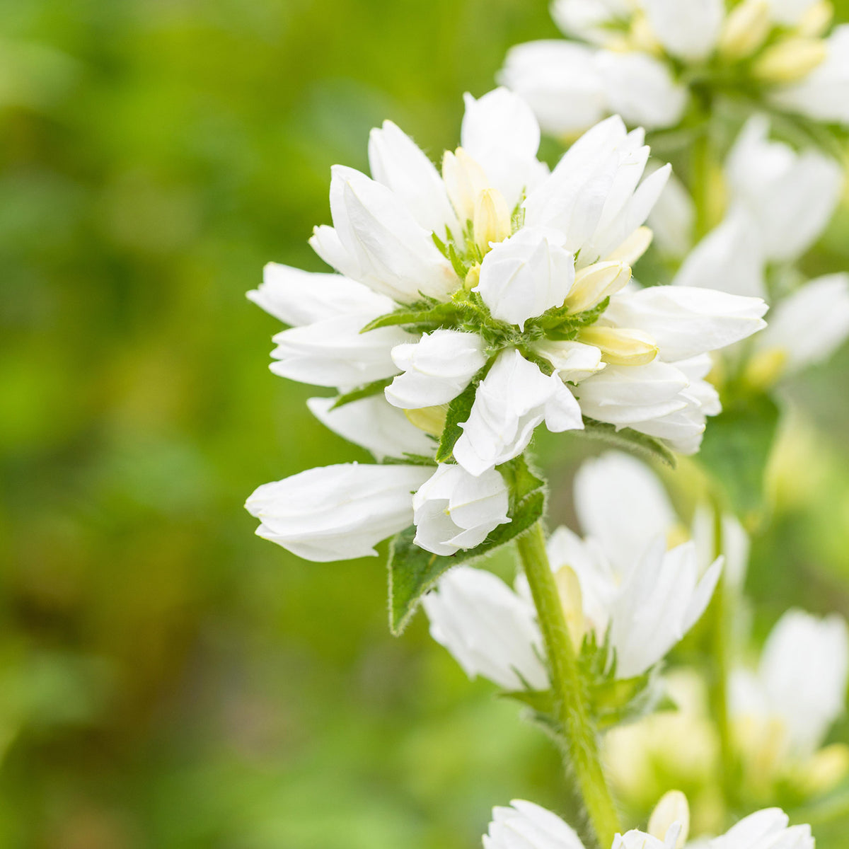 Knäuelglockenblume weiß