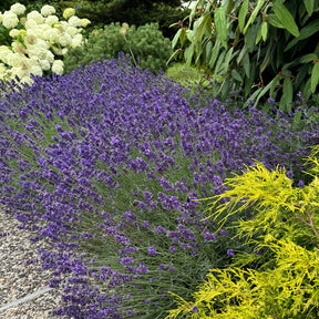 Lavendel 'Munstead'