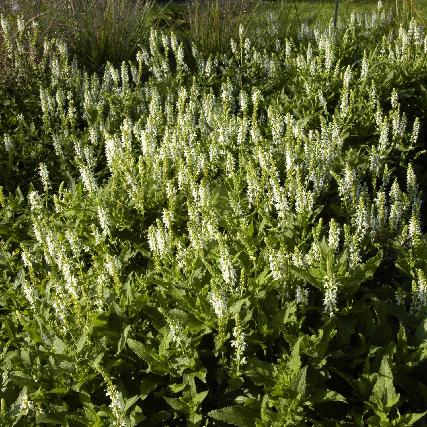 Blüten-Salbei 'Schneehügel'