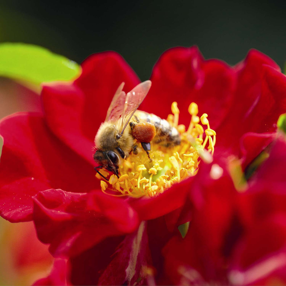 Beetrose 'Bienenweide Rot'