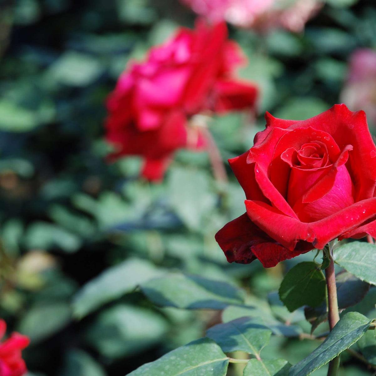 Nostalgische Edelrose 'Duftfestival®'