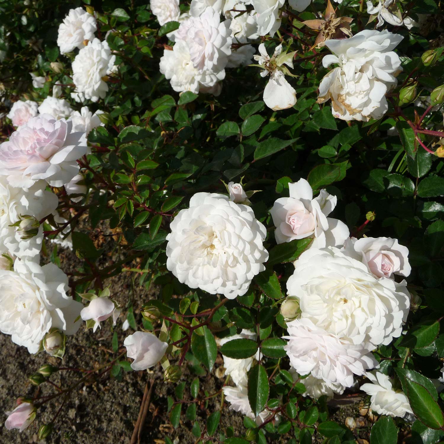 Bodendeckerrose 'The Fairy White' / 'Sea Foam'