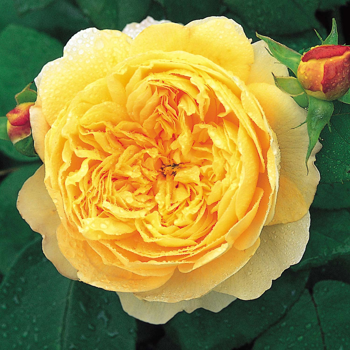 David Austin-Rose 'Charles Darwin®'