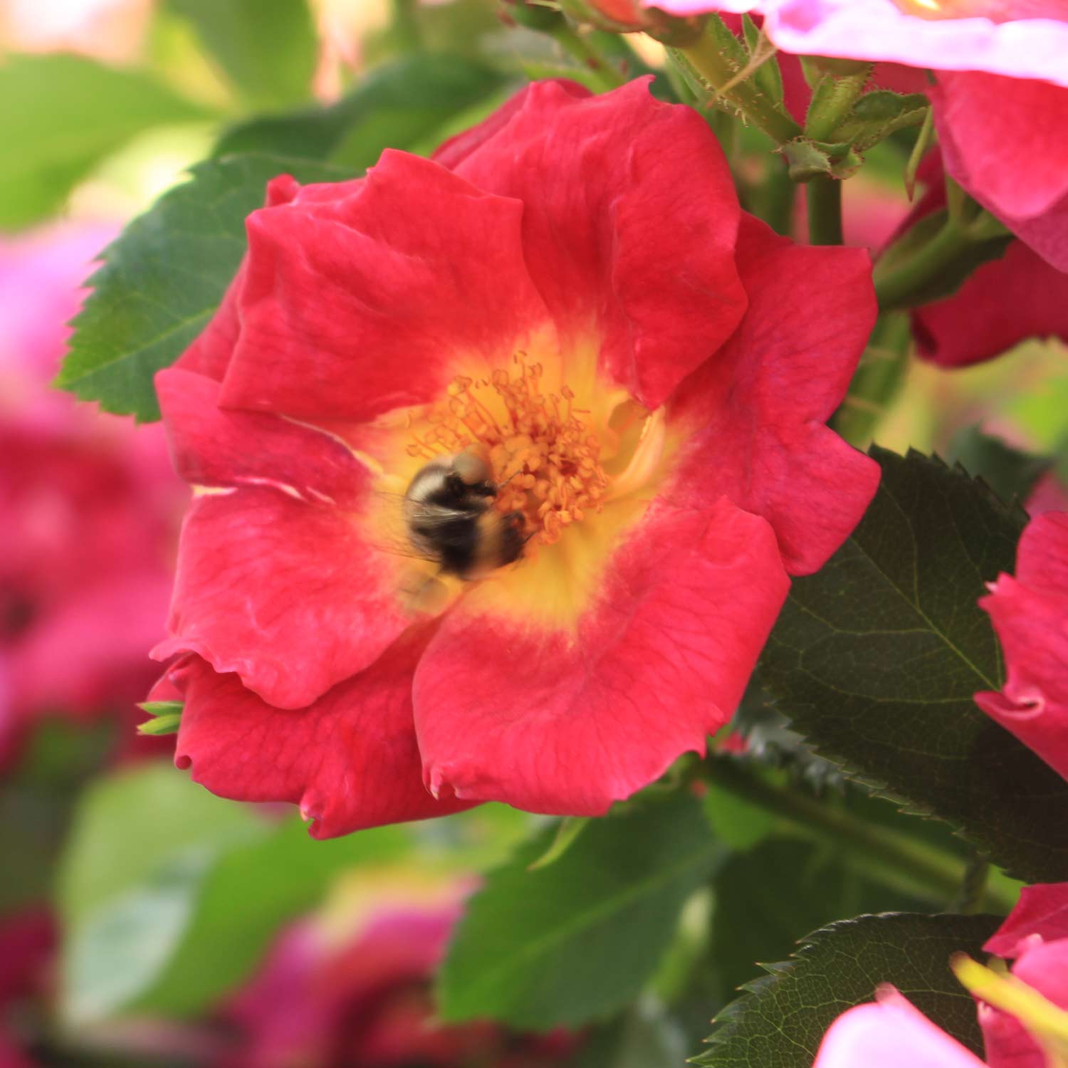 Bodendeckerrose 'Weg der Sinne®'