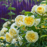 David Austin-Kletterrose 'The Pilgrim®' - AGM-Rose