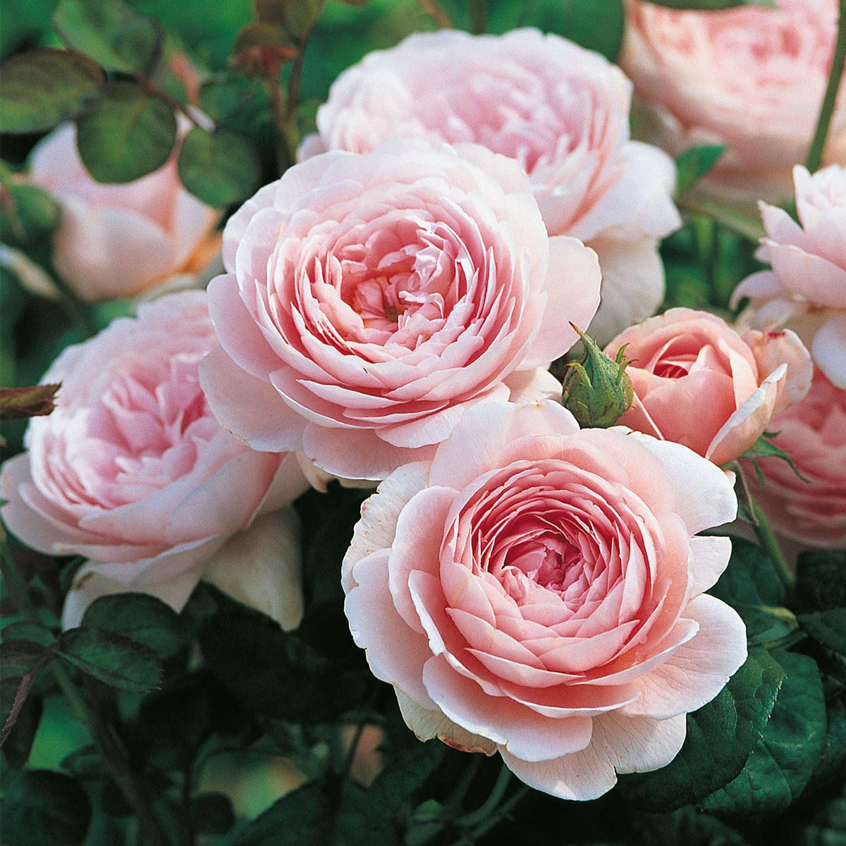 David Austin-Rose 'Queen of Sweden®'