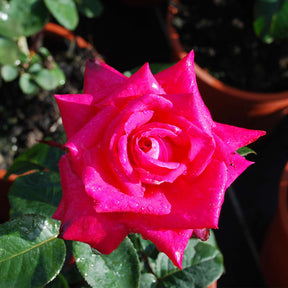 Edelrose 'Acapella®'