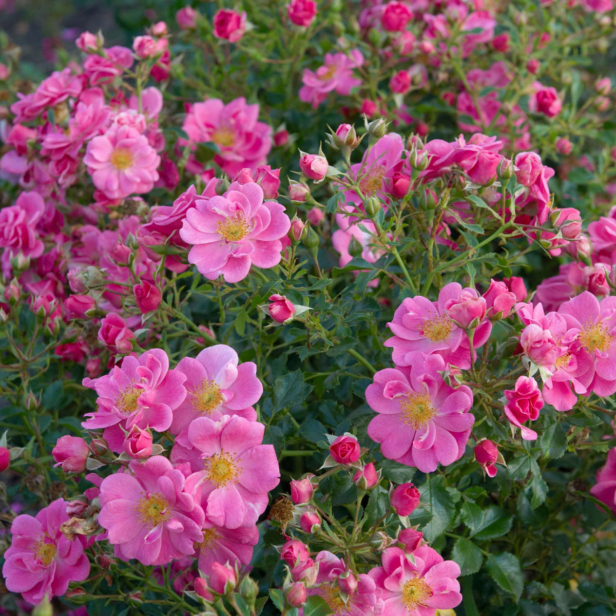 Beetrose 'Bienenweide Rosa'