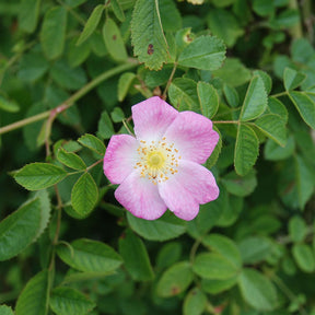 Bibernellrose  -  100 Pflanzen 40 - 60 cm hoch für 25 Meter Hecke