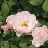 Essbare Rose 'Pear'