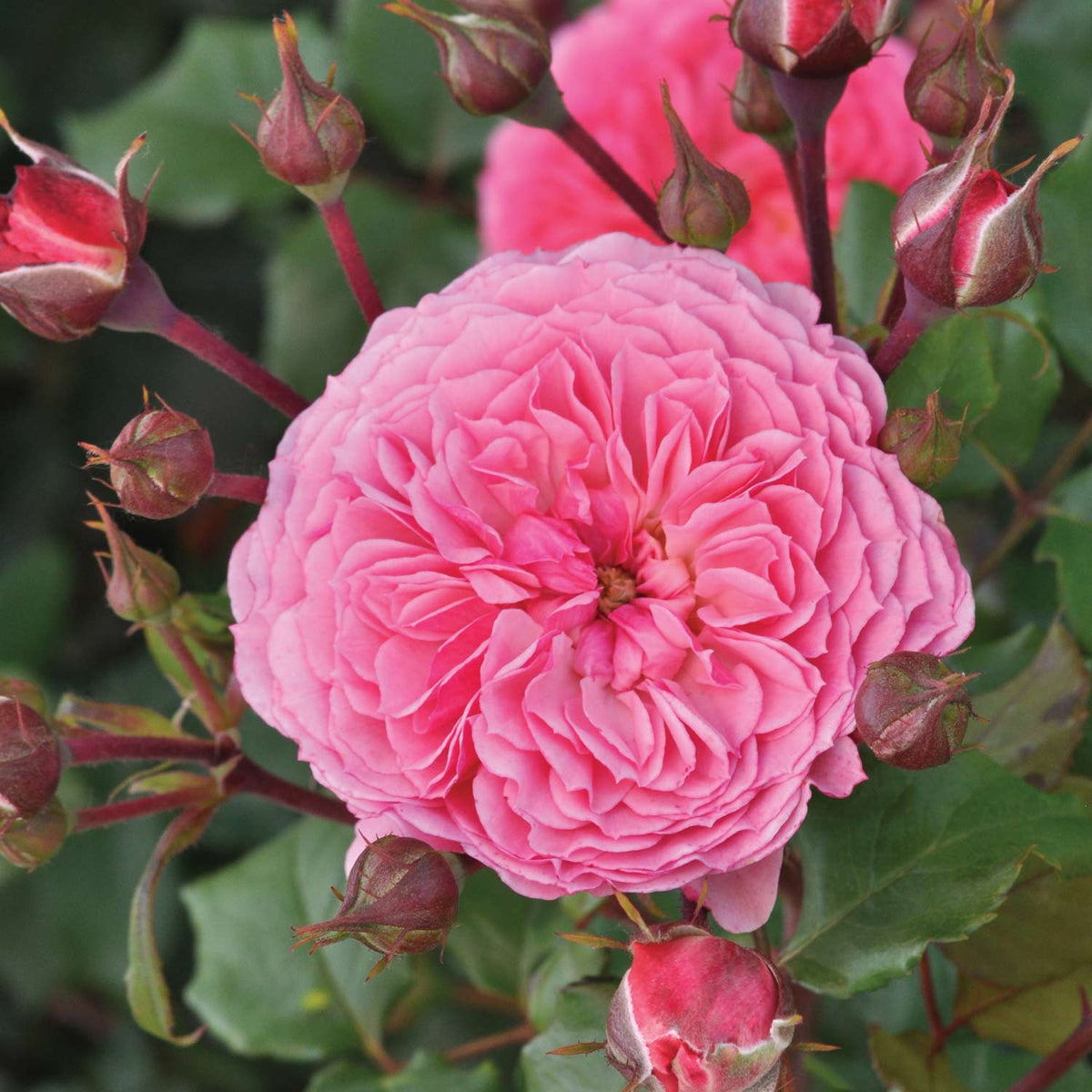 Essbare Rose 'Theo Clevers®'