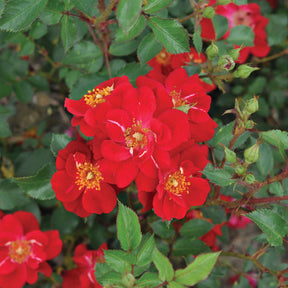 Essbare Rose 'Decoration®'