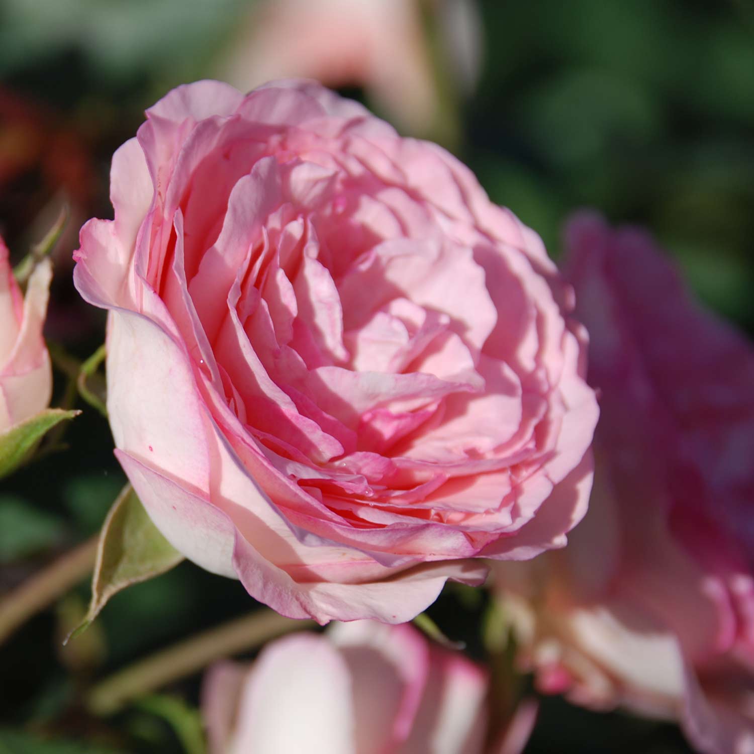 Kletterrose 'Mini Eden Rose®'