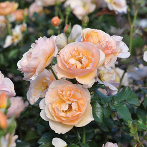 Essbare Rose 'Mystic®'