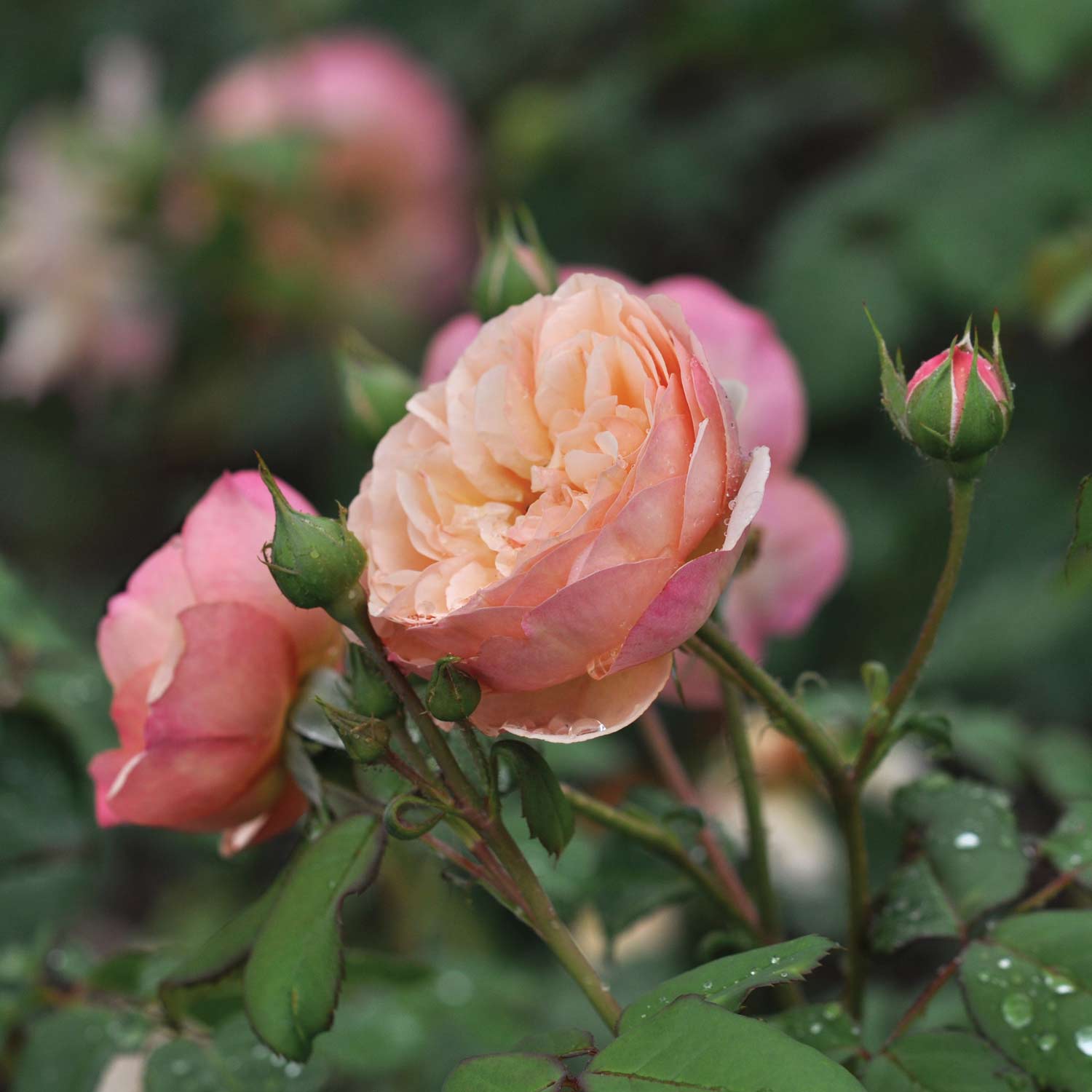 Essbare Rose 'Eveline Wild®'